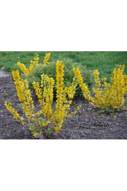 Придбати Forsythia varietas ’Kumson’